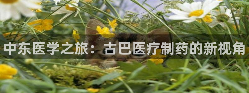 娱乐圈的曼巴门徒是谁呀